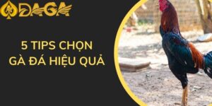 5 tips chọn gà đá hiệu quả