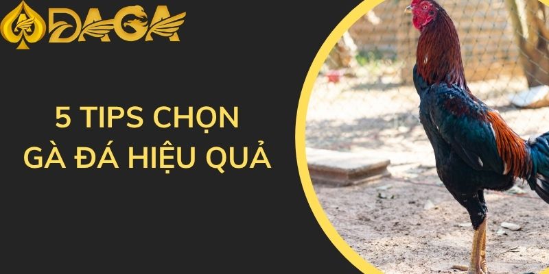 5 tips chọn gà đá hiệu quả