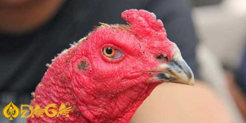 Bật mí 5 tips chọn gà đá hiệu quả để bách chiến bách thắng 5 tips chon ga da hieu qua 1