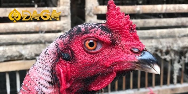 Bật mí 5 tips chọn gà đá hiệu quả để bách chiến bách thắng 5 tips chon ga da hieu qua 2