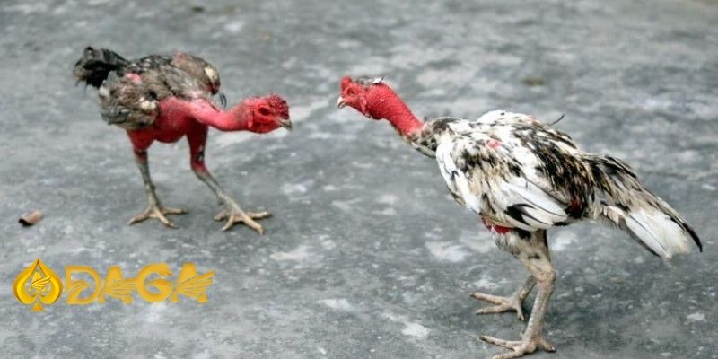 Bật mí 5 tips chọn gà đá hiệu quả để bách chiến bách thắng two turkeys standing on the ground