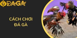 Cách chơi đá gà trực tiếp