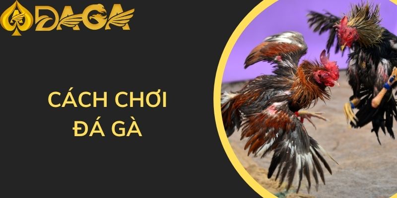 Cách chơi đá gà trực tiếp