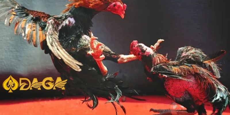 Cách chơi đá gà trực tiếp - Hướng dẫn từ A-Z cho người mới bắt đầu Cach choi da ga 1