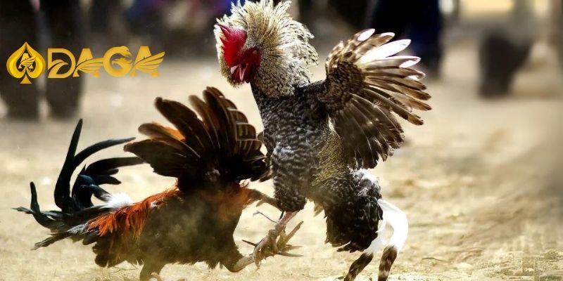 Cách chơi đá gà trực tiếp - Hướng dẫn từ A-Z cho người mới bắt đầu Cach choi da ga 2