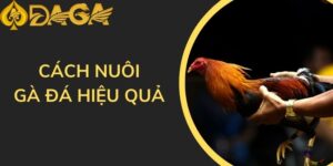 Cách nuôi gà đá hiệu quả