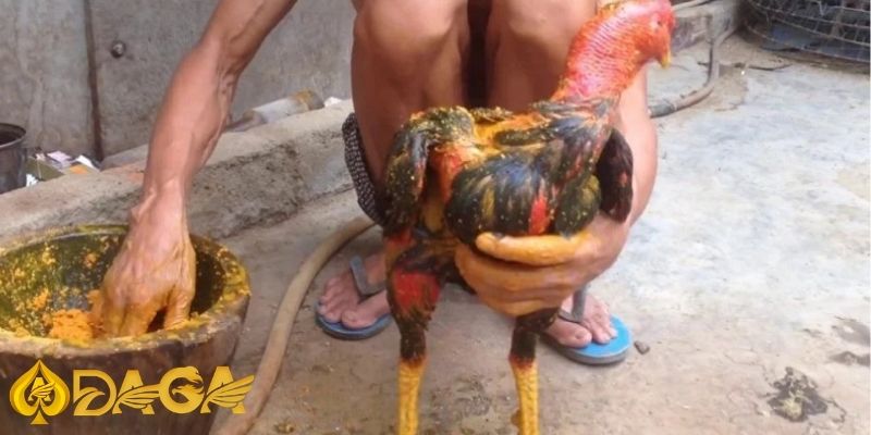 Cách nuôi gà đá hiệu quả: Cẩm nang cho các sư kê Cach nuoi ga da hieu qua 2