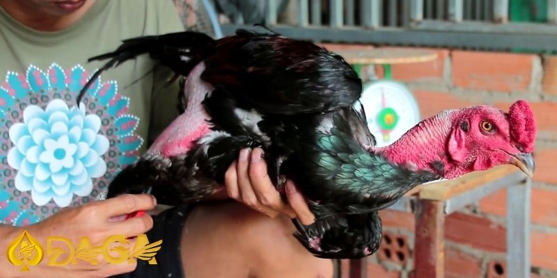 Cách nuôi gà đá hiệu quả: Cẩm nang cho các sư kê Cach nuoi ga da hieu qua 4