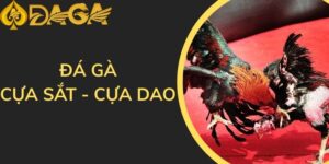Đá gà cựa sắt, cựa dao