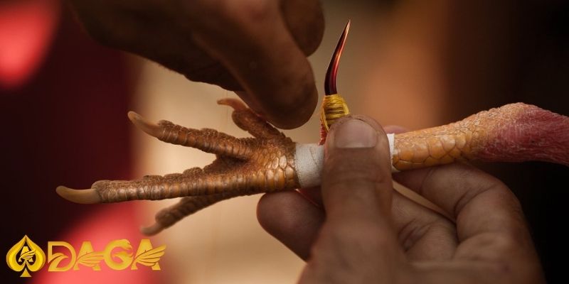 Kinh nghiệm chơi đá gà cựa sắt, cựa dao thắng lớn, thu lợi nhuận khủng Da ga cua 1