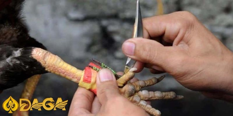 Kinh nghiệm chơi đá gà cựa sắt, cựa dao thắng lớn, thu lợi nhuận khủng Da ga cua 4