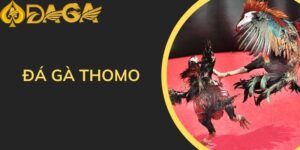 Đá gà thomo
