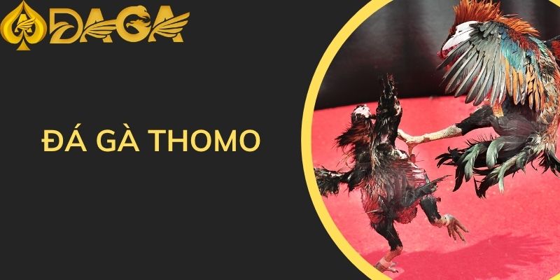 Đá gà thomo