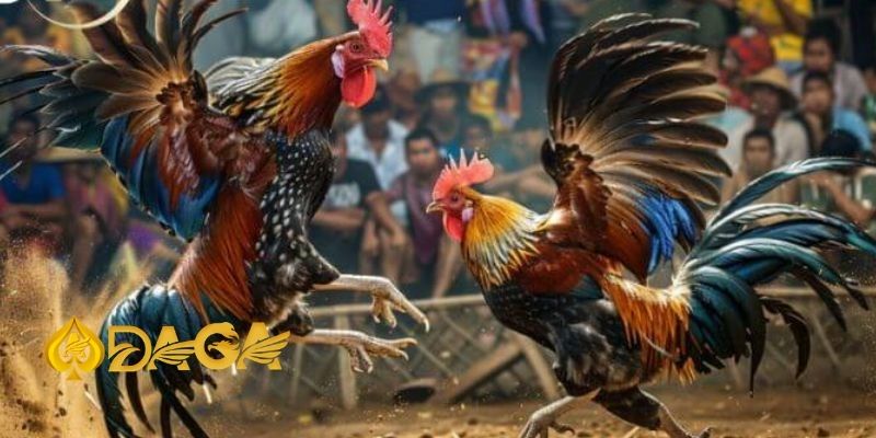 Đá gà Thomo – Trải nghiệm trận đấu kịch tính, hấp dẫn Da ga thomo 3