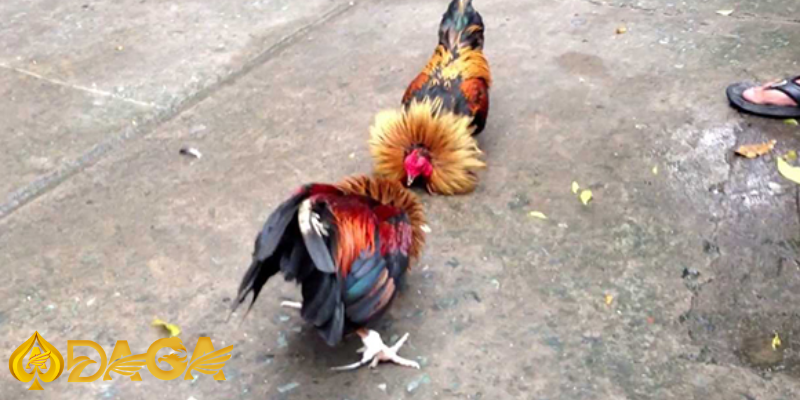 Kinh nghiệm chơi đá gà cựa sắt, cựa dao thắng lớn, thu lợi nhuận khủng Đà gà cựa sắt, cựa dao diễn ra chỉ trong thời gian ngắn